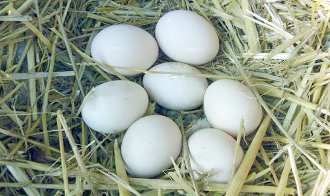 Obsession Ripe evening Incubatrice e corretta incubazione delle uova - Passione Avicola